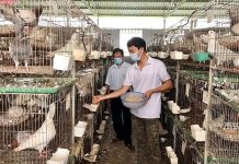 Nuôi chim bồ câu Pháp tại Thanh Hóa, lãi nửa tỷ mỗi năm